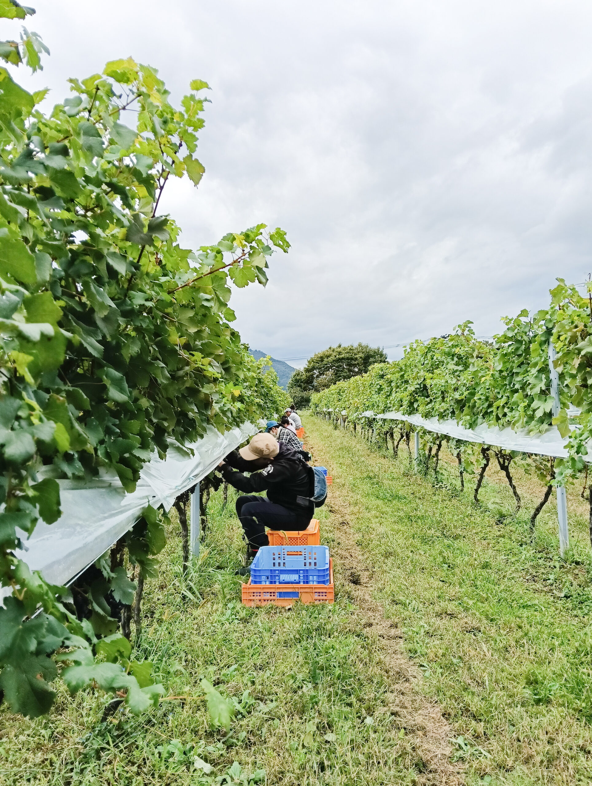 秋の雰囲気漂う仙台市で、メルローを収穫